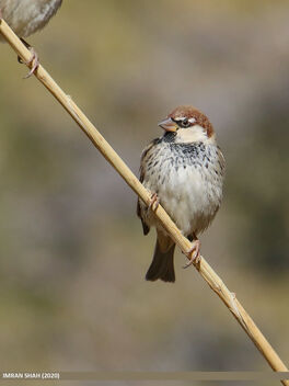 Spanish Sparrow (Passer hispaniolensis) - бесплатный image #476741