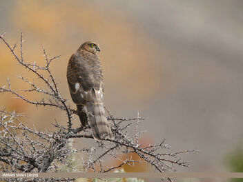 Eurasian Sparrowhawk (Accipiter nisus) - Free image #476781