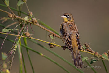 A Black Headed Bunting near a Paddyfield - Kostenloses image #476801