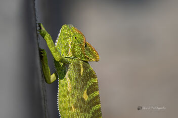 An Indian Chameleon crossing the road - image #476871 gratis