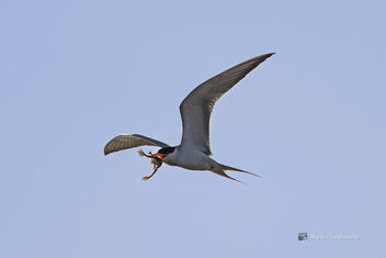 A River Tern with a Frog Catch - image gratuit #476921 