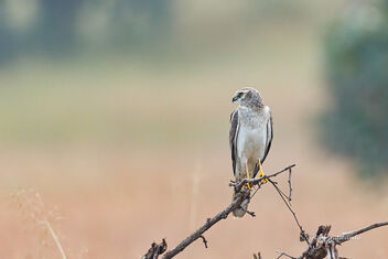 A Pallid Harrier Roosting for the night - Free image #476941