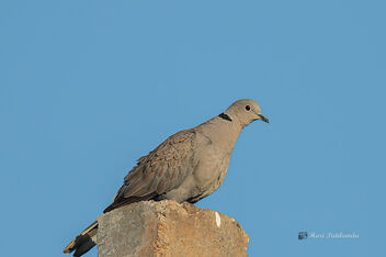 An Eurasian Collared Dove - Energy in the Morning - image #477151 gratis