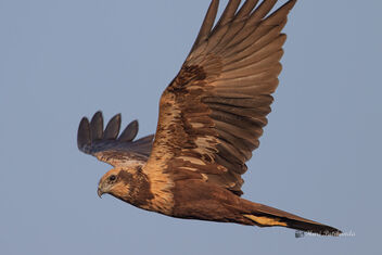 A Marsh Harrier passing from one lake to another - бесплатный image #477231