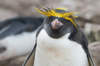 Macaroni Penguin - Kostenloses image #477381