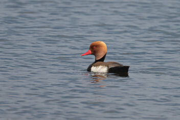 A Beautiful Red Crested Pochard in the lake - image gratuit #477501 