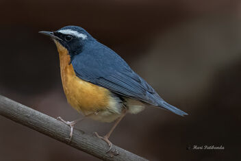 A Rare Indian Blue Robin in the dry bush - image gratuit #477631 