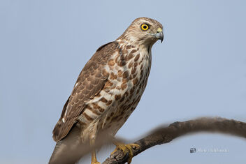 A Cautious Shirka or Little Banded Goshawk - Free image #477661