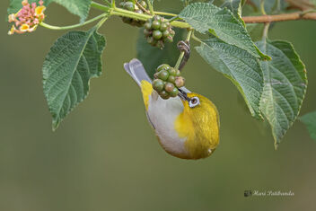 A Oriental White-Eye Checking out Fruits - image gratuit #477691 