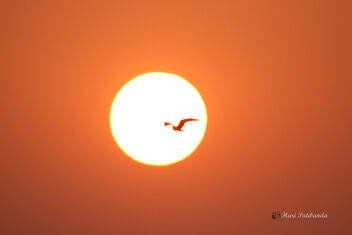 A Rare Pied Harrier flying towards the sun - image #477791 gratis