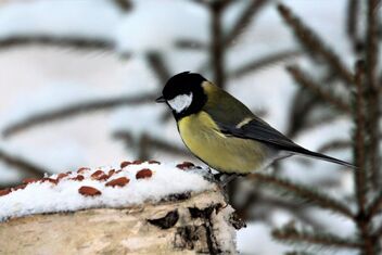 Nuts and Great Tit - image gratuit #477871 