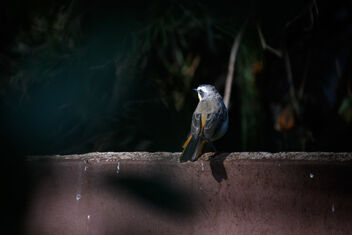 Cape Robin-Chat (Cossypha caffra) - image gratuit #477921 