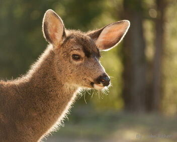 Good Morning Deer! - Kostenloses image #478031