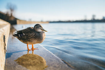 Close-up of a duck standing on a step with its legs in the water - image #478101 gratis