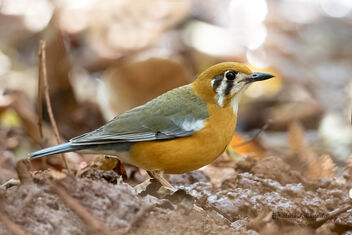 A Surprise Visitor - An Orange Headed Thrush in the Undergrowth - бесплатный image #478151