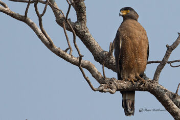 A Crested Serpent Eagle relaxing in the morning - image gratuit #478301 