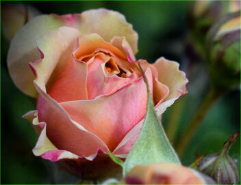A Rose for Valentine's Day - image gratuit #478311 