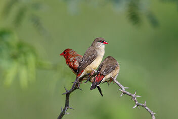 A Couple of Strawberry Finches ready for play - image gratuit #478351 