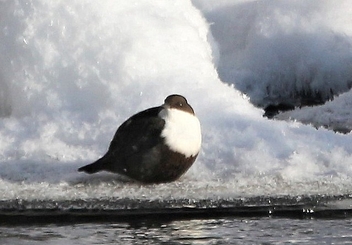 Dipper on the Ice - Free image #478371