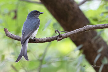A White Bellied Drongo surveying the area - image gratuit #478461 