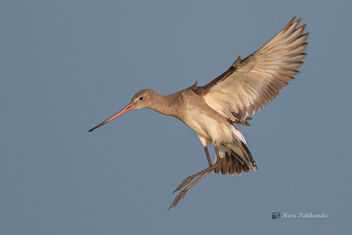 Black Tailed Godwits readying for fight - Free image #478611