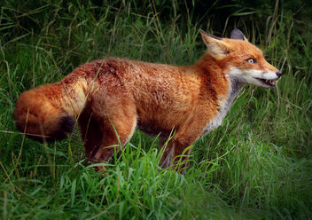 Fox in the Long Grass - image #478671 gratis
