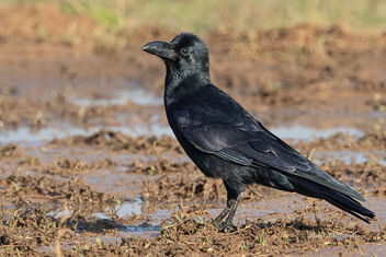 A Large Billed Crow looking for insects in the ground - image gratuit #478721 