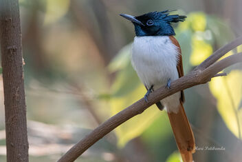 A Paradise Flycatcher taking a break in the shade - Kostenloses image #478741