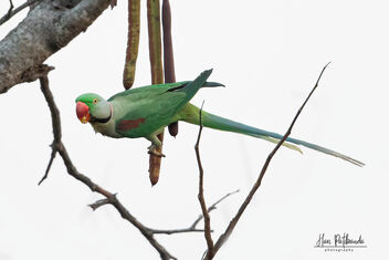 Last Meal of the day - Alexandrine Parakeet - image gratuit #478931 