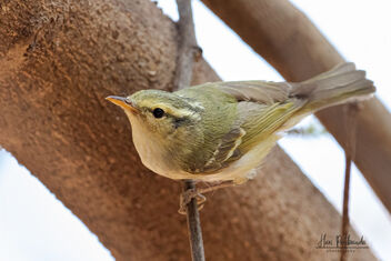A Western Crowned Warbler looking for insects on the bark - бесплатный image #479031