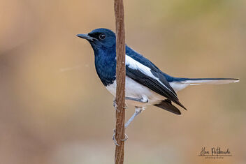 A very active Oriental Magpie Robin - Free image #479111