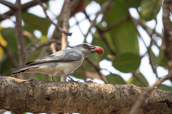 A Large Cuckooshrike with a ripe fruit ( - image gratuit #479141 