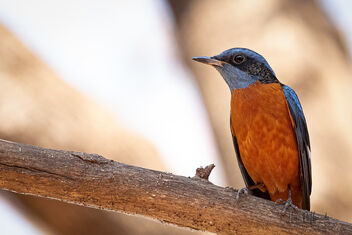 A Pensive Blue-Capped Rock Thrush - Kostenloses image #479191