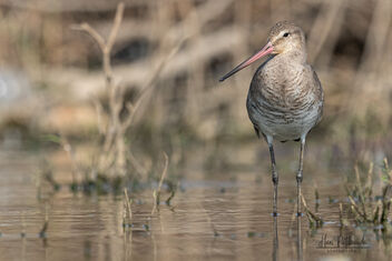 A Black Tailed Godwit in the morning - image gratuit #479221 