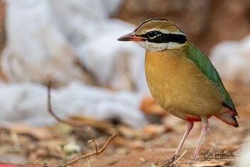 An Indian Pitta in the city - image gratuit #479401 