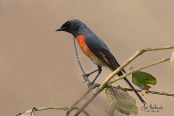 A Small Minivet in action - image #479491 gratis