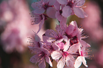 Pink Cherry Blossom - Free image #479641