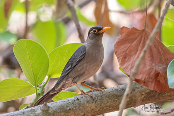 An Indian Blackbird looking for food - image gratuit #479721 