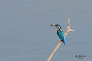 A Common Kingfisher in the lake - image gratuit #479751 