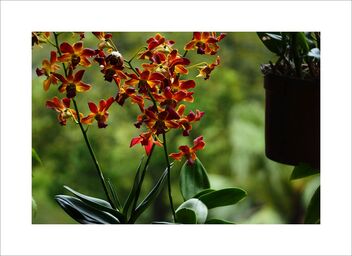 Orchid - image #479971 gratis
