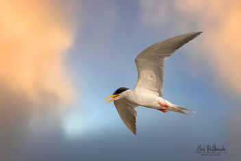A River Tern flying over a lake around sunset - image gratuit #480051 