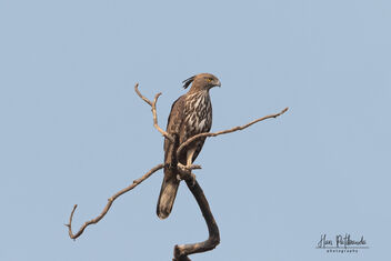 A Changeable Hawk Eagle surveying the area - image gratuit #480101 