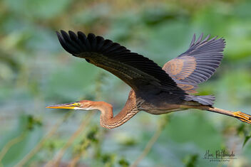 A Purple Heron taking off from the road - Kostenloses image #480181