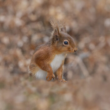 'Red Squirrel' - image gratuit #480331 