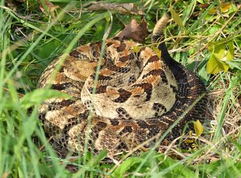 Timber rattlesnake (Crotalus horridus) - image gratuit #480431 
