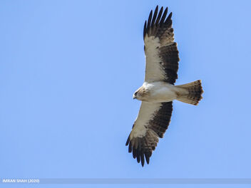 Booted Eagle (Hieraaetus pennatus) - image gratuit #480651 