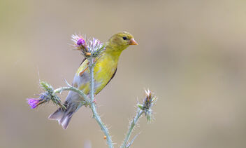 American Goldfinch - Kostenloses image #480791