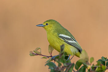 A Common Iora looking for its friends - image gratuit #480821 