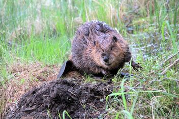 Beaver in Wilderness - Free image #480851