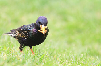 Spring Watch - Starling - image gratuit #480891 